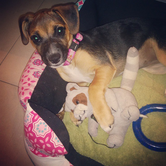 The Sweetest Sweetie by Ayala Snir and Paz Barzilay - Ourboox.com