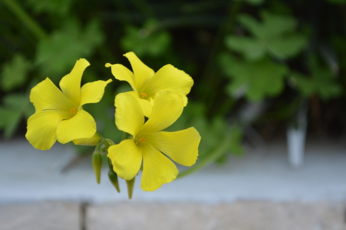 צילום by noyeli - Illustrated by נוי מאור  - Ourboox.com