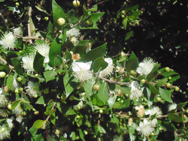 פרויקט עיוני בצילום by shon levi - Ourboox.com