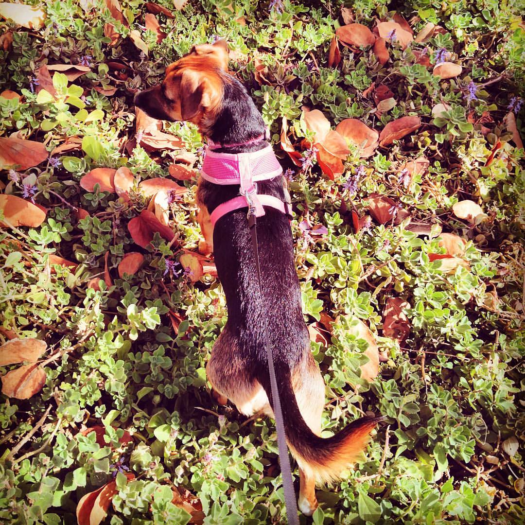 The Sweetest Sweetie by Ayala Snir and Paz Barzilay - Ourboox.com