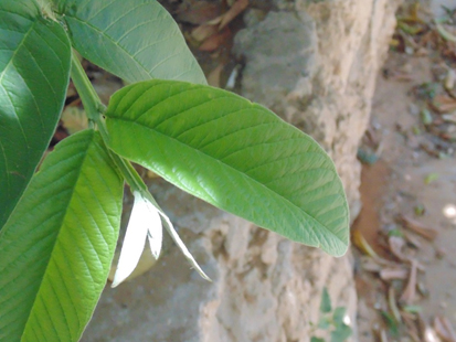 פרויקט עיוני בצילום by shon levi - Ourboox.com