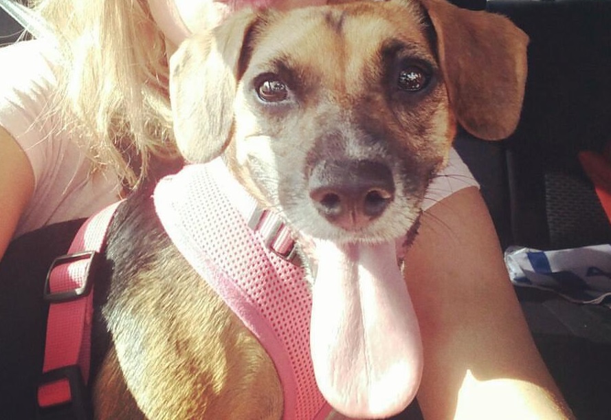 The Sweetest Sweetie by Ayala Snir and Paz Barzilay - Ourboox.com