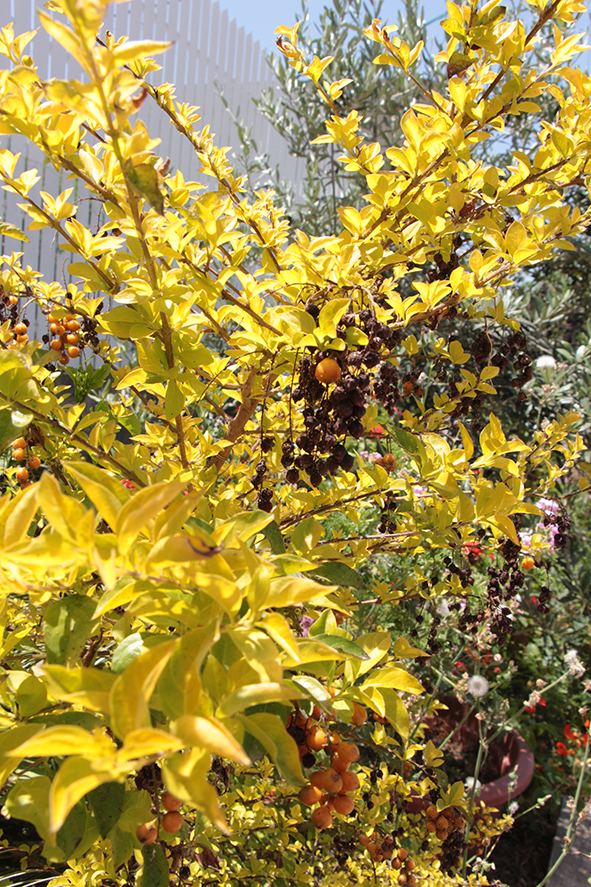 פרויקט עיוני בצילום by shirel kadshny - Ourboox.com