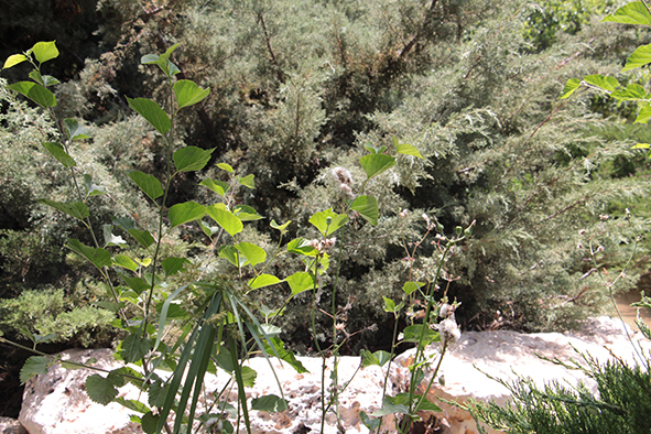 פרויקט עיוני בצילום by shirel kadshny - Ourboox.com