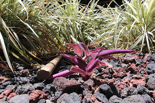 פרויקט עיוני בצילום by shirel kadshny - Ourboox.com