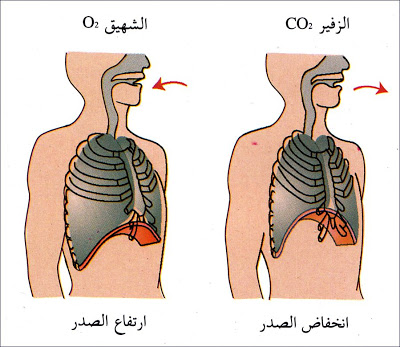 الهواء by fedi - Ourboox.com