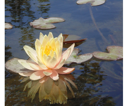 פרויקט עיוני בצילום by shon levi - Ourboox.com