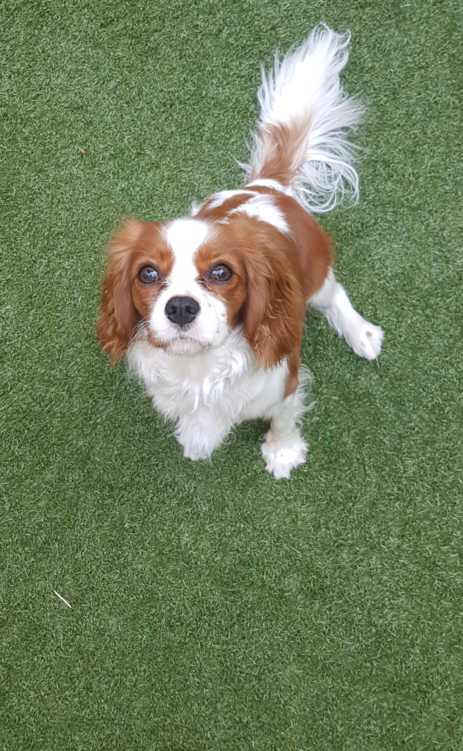 كلبي, عَائِلَتِي وغُرْفَتِي – כלבי משפחתי וחדרי by lihi vaisser - Ourboox.com