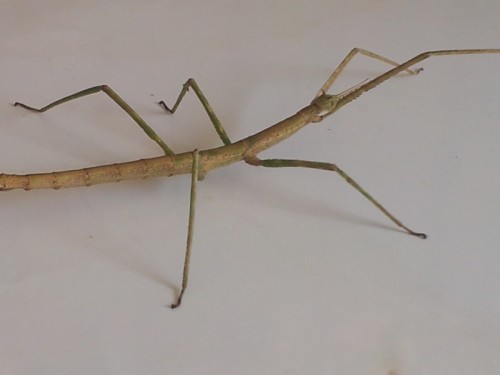 הספר של גן ענן by ester - Illustrated by גן ענן - Ourboox.com