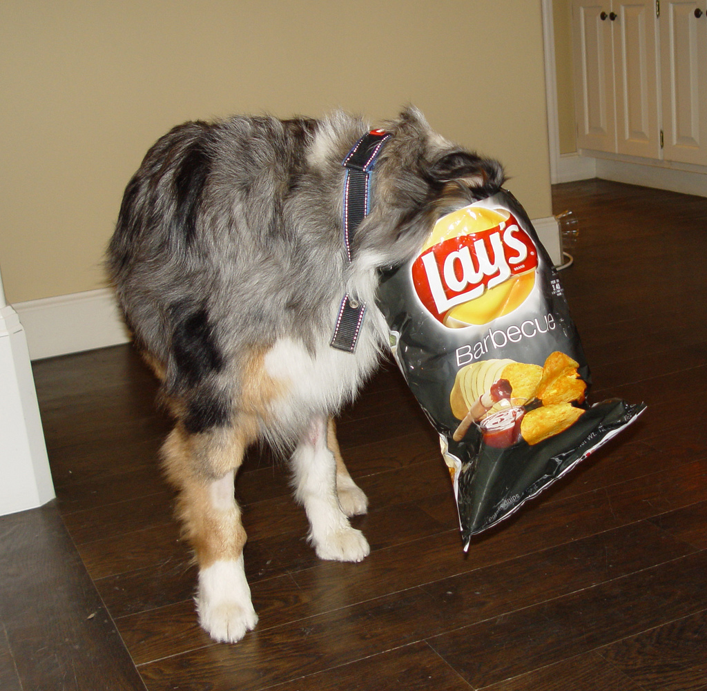 My Clever Dog by Roi Nechemia - Ourboox.com