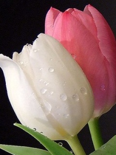 بعض من انواع الورود والزهور المختلفه by shorooq - Illustrated by شروق اغباريه - Ourboox.com