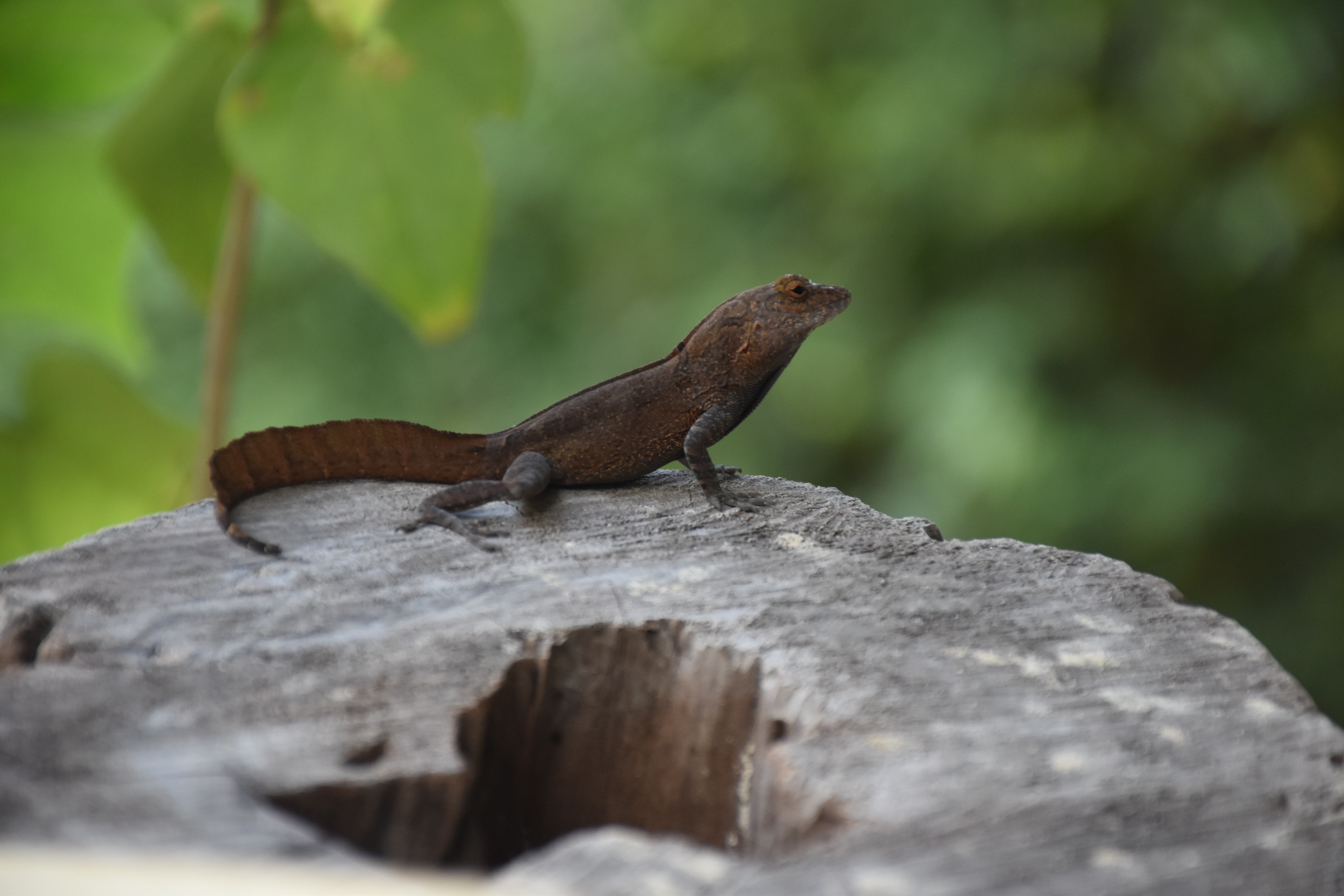 Passover Vacation by almakaufman  - Illustrated by alma kaufman - Ourboox.com