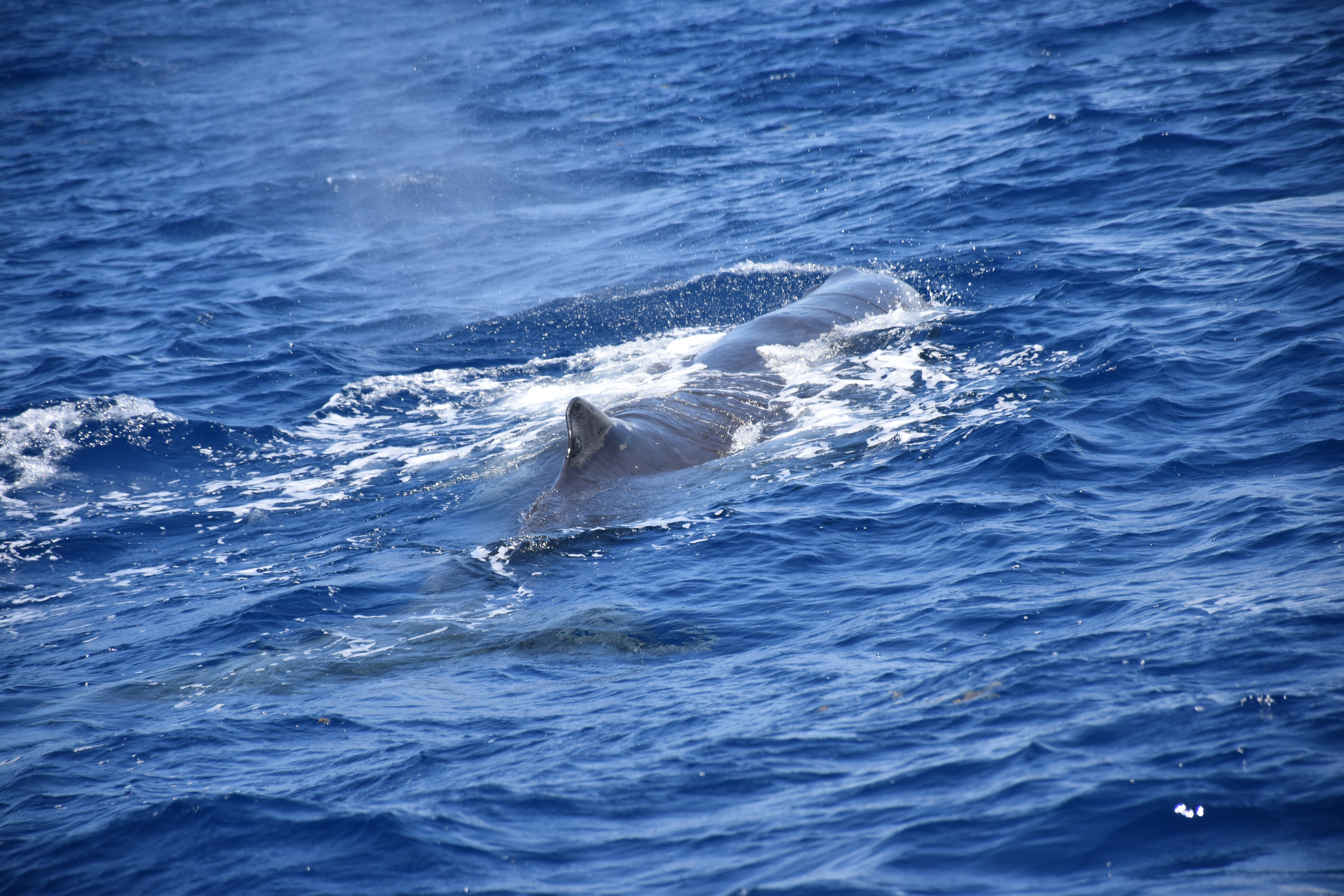 Passover Vacation by almakaufman  - Illustrated by alma kaufman - Ourboox.com