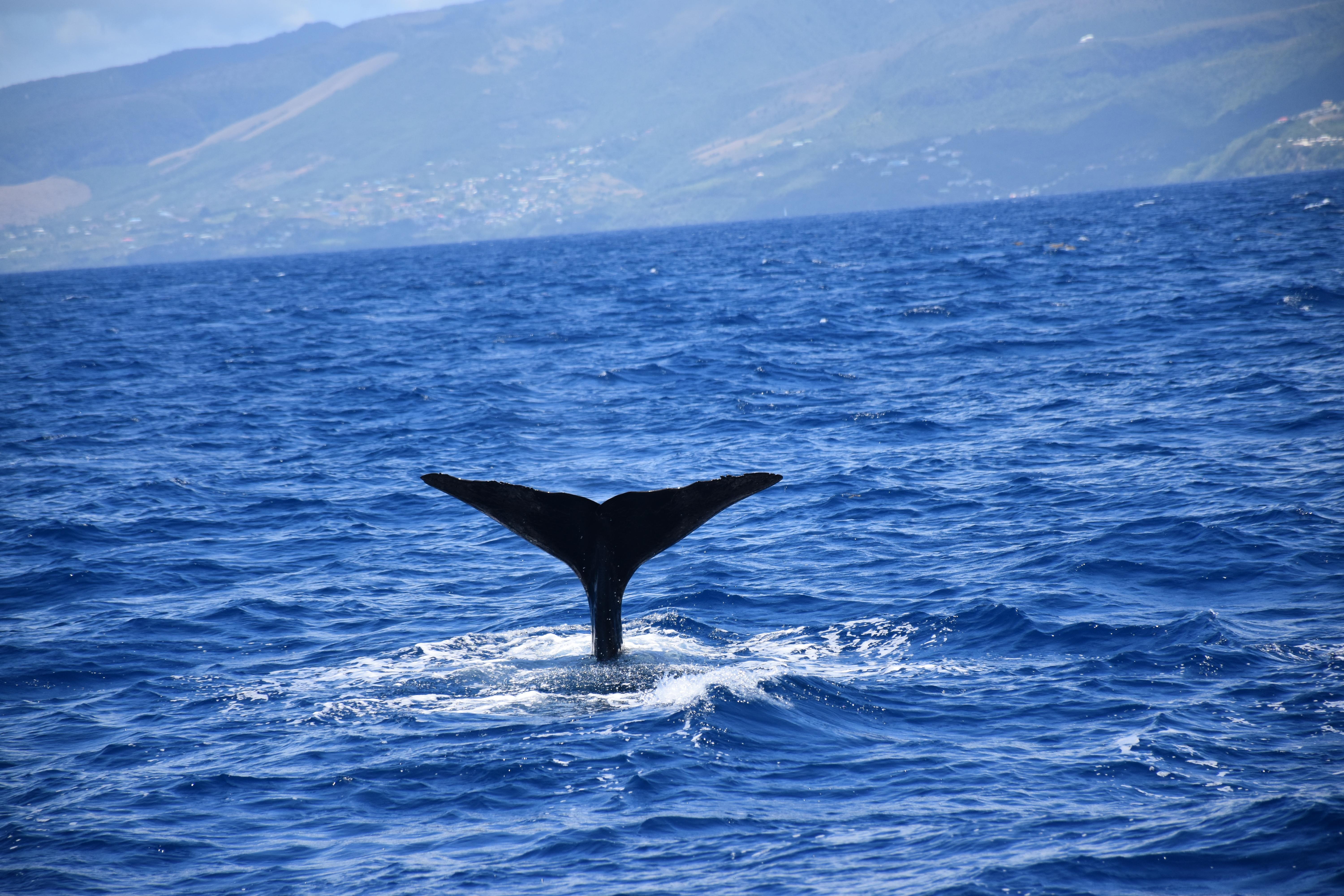 Passover Vacation by almakaufman  - Illustrated by alma kaufman - Ourboox.com