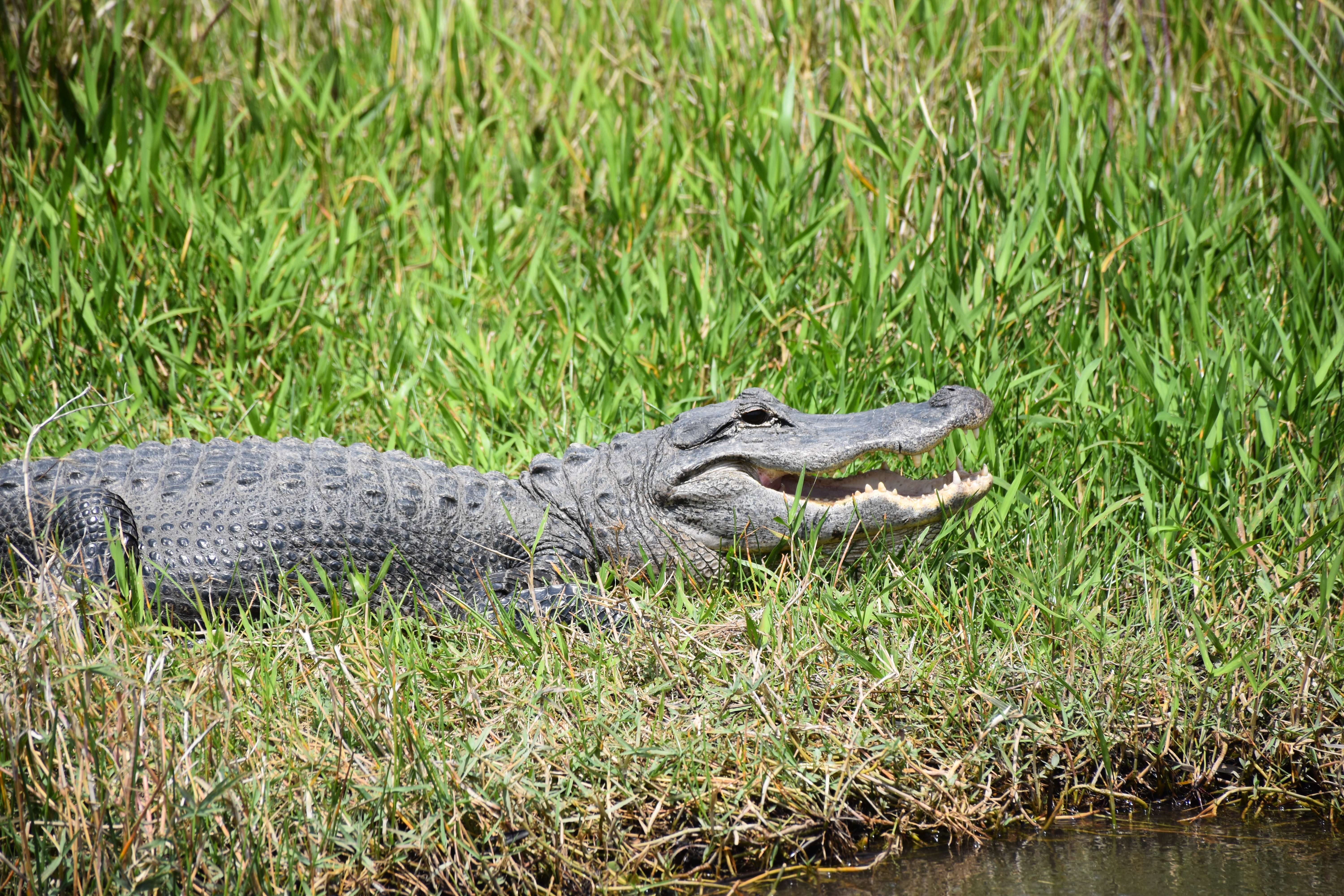 Passover Vacation by almakaufman  - Illustrated by alma kaufman - Ourboox.com