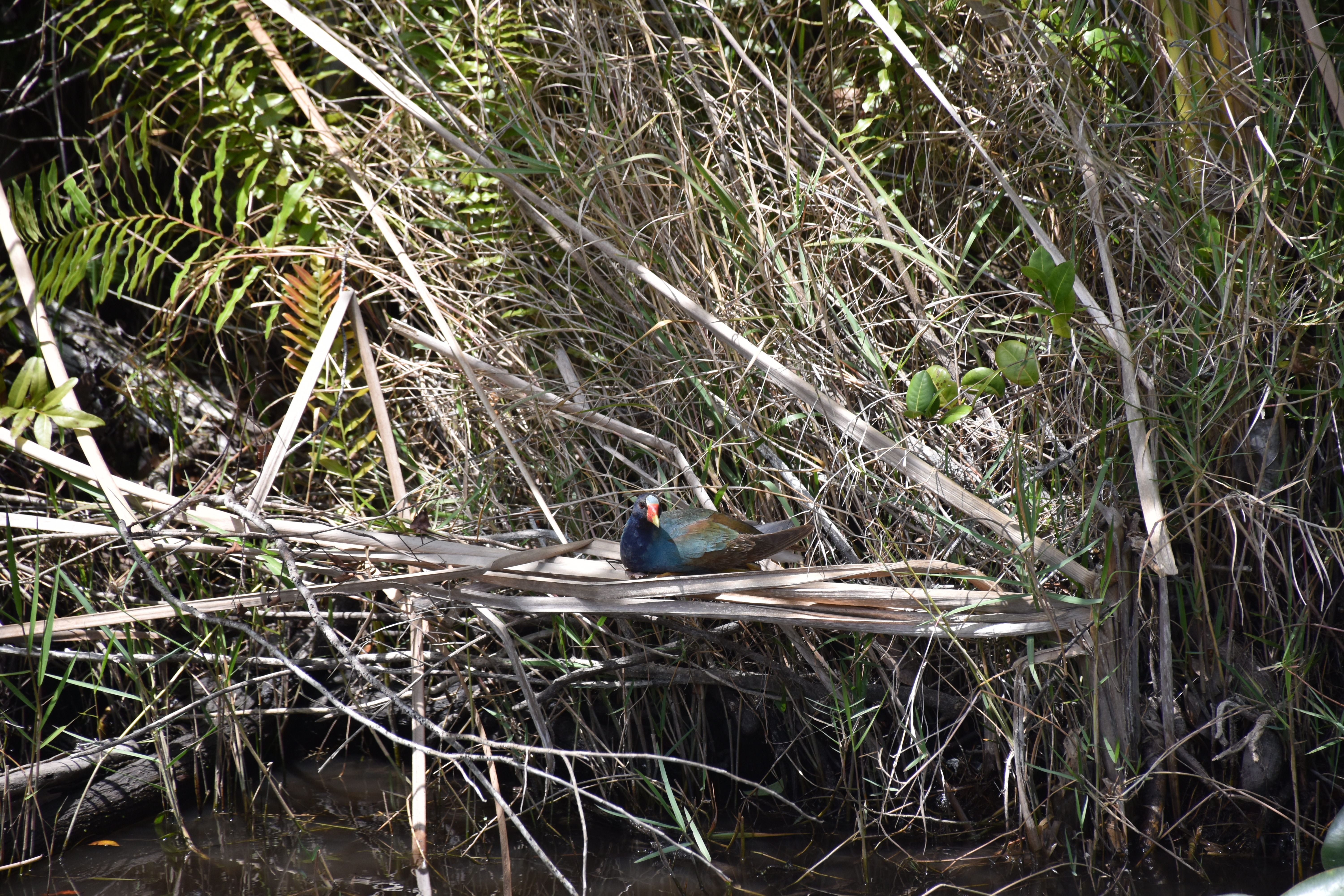 Passover Vacation by almakaufman  - Illustrated by alma kaufman - Ourboox.com
