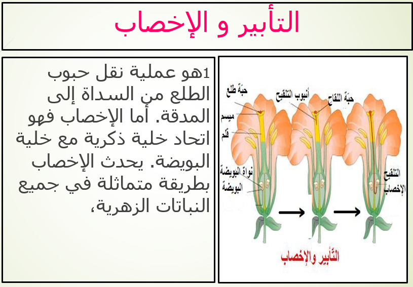 التكاثر الزهري by wejdene said - Ourboox.com