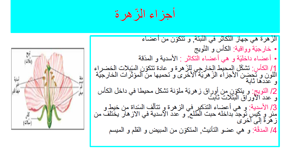 كتاب الإيقاظ العلمي by Abir Mejdoub - Ourboox.com