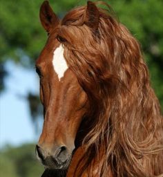 black beauty by Anna Sewell - Illustrated by Adan Jamamaa - Ourboox.com