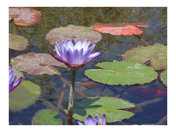 פרויקט עיוני בצילום by shon levi - Ourboox.com