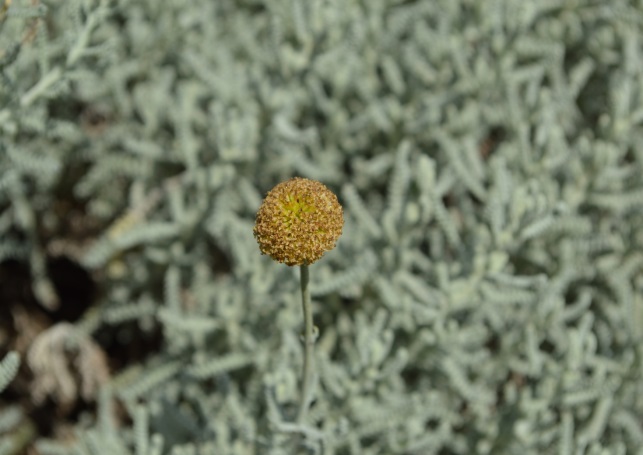 צילום by noyeli - Illustrated by נוי מאור  - Ourboox.com