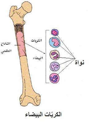 التعفن الجرثومي by malek - Illustrated by التعفن الجرثومي - Ourboox.com