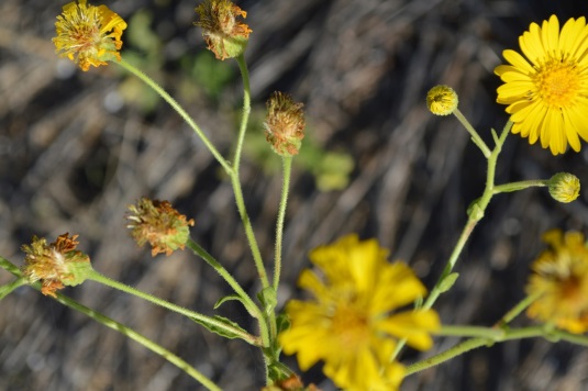 צילום by noyeli - Illustrated by נוי מאור  - Ourboox.com