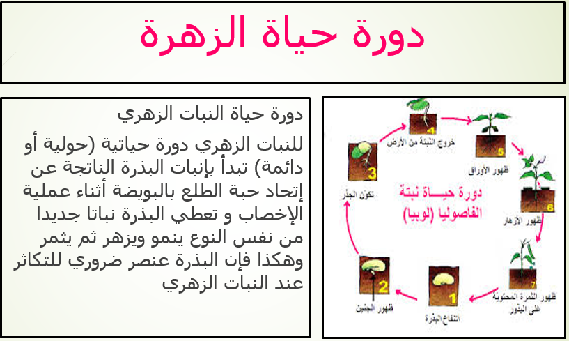 التكاثر الزهري by wejdene said - Ourboox.com