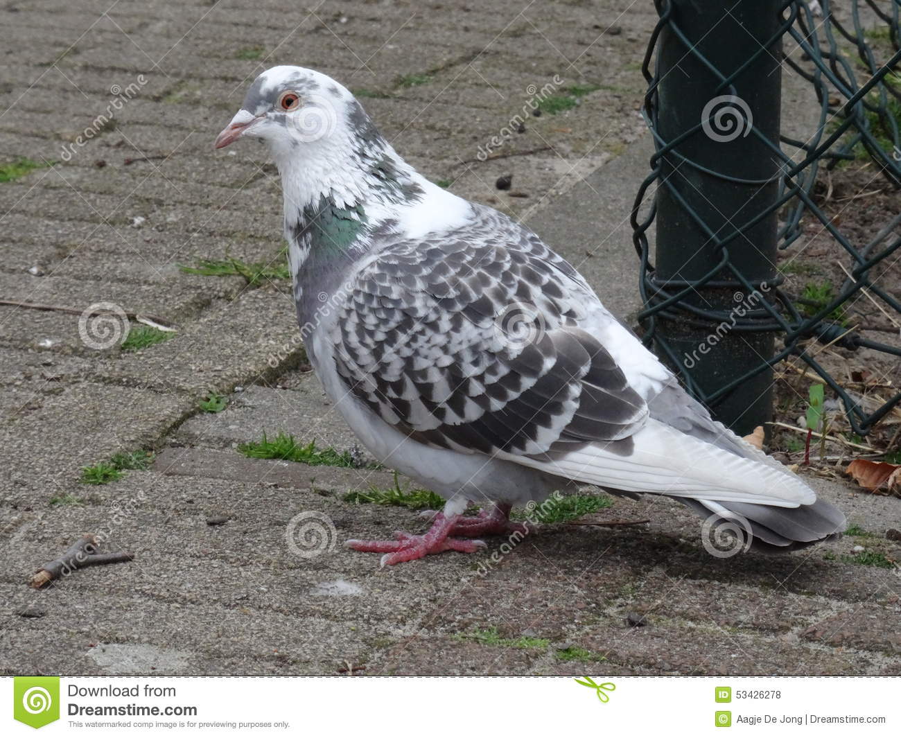 We Like Animals by Jilan - Ourboox.com