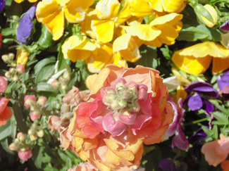 פרויקט עיוני בצילום by shon levi - Ourboox.com