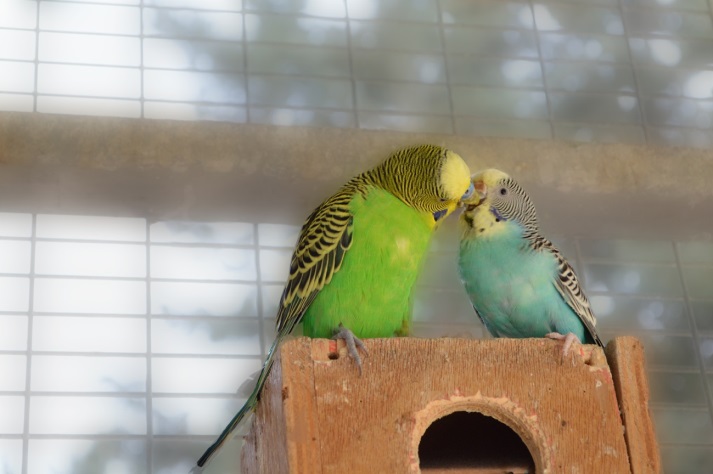 צילום by noyeli - Illustrated by נוי מאור  - Ourboox.com