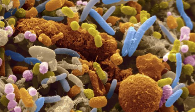 מלחמת החיידקים by harel - Ourboox.com