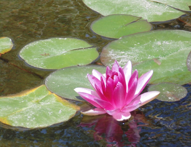 פרויקט עיוני בצילום by shon levi - Ourboox.com