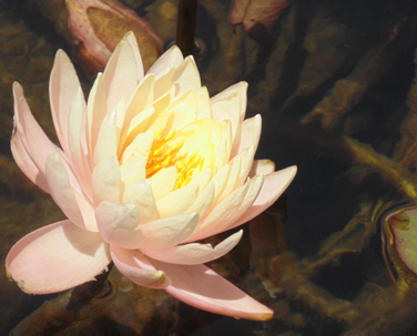 פרויקט עיוני בצילום by shon levi - Ourboox.com