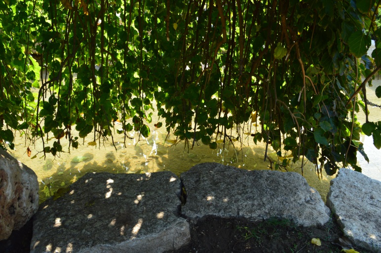 צילום by noyeli - Illustrated by נוי מאור  - Ourboox.com