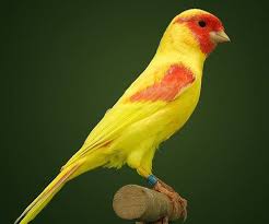 מיקה אמירים אמנות by shizafom - Ourboox.com