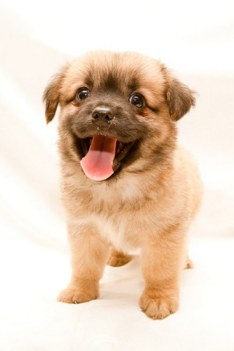 הכלבה שוגה by Anael Rudovich - Ourboox.com