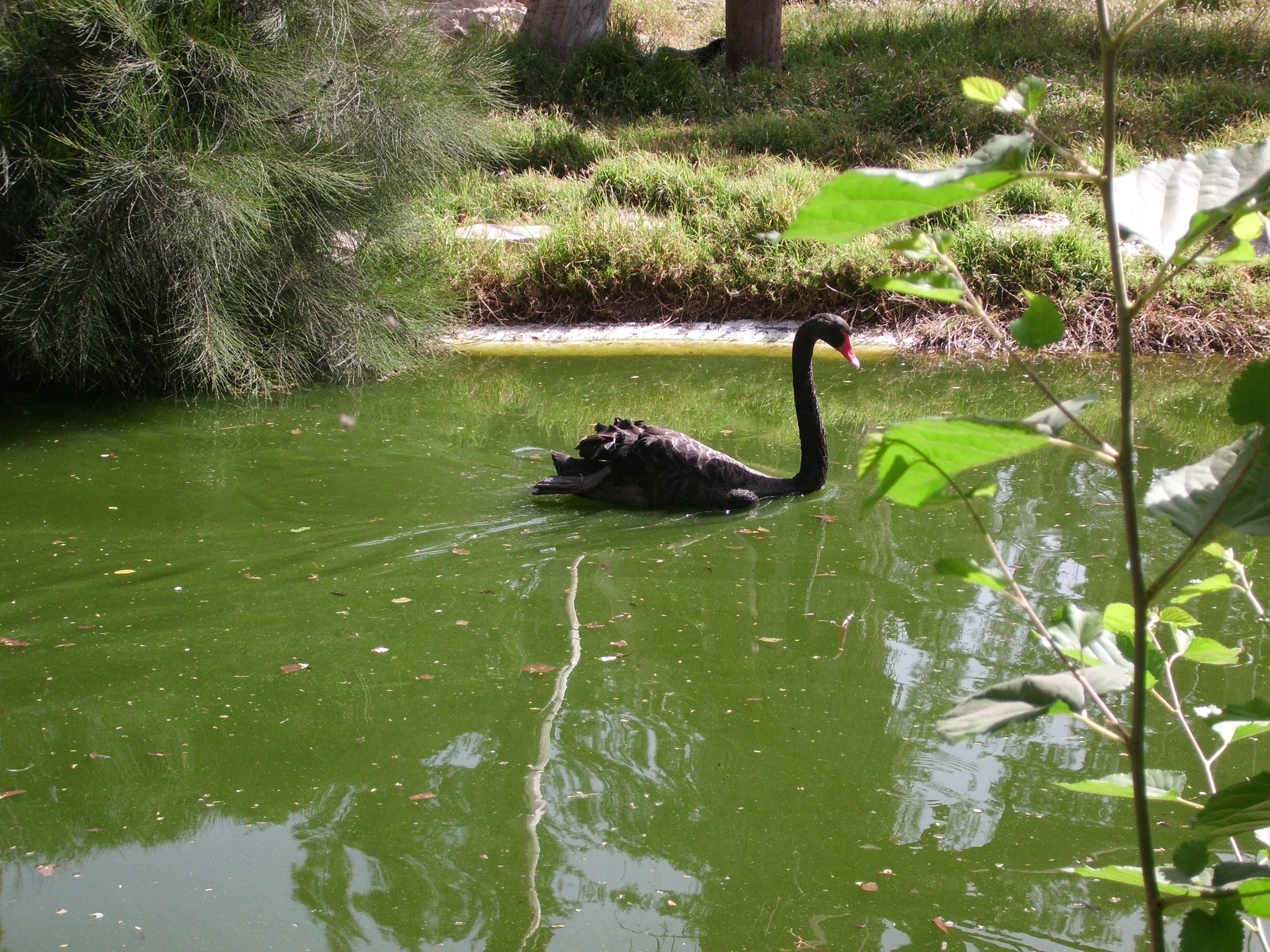 ספר החיות של גן ניצנה by smadar - Illustrated by ילדי גן ניצנה - Ourboox.com