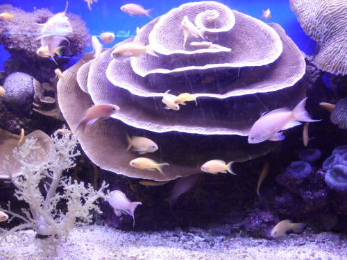 ספר החיות של גן ניצנה by smadar - Illustrated by ילדי גן ניצנה - Ourboox.com