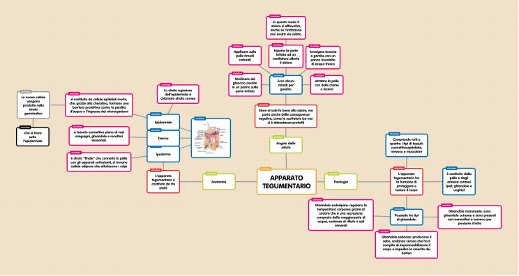 Gli apparati del corpo umano by Lorenzo - Illustrated by Gianmarco Cozzani - Ourboox.com