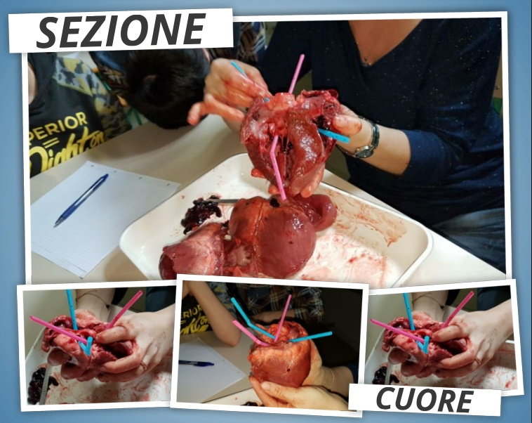 L’anatomia in 2A by Eleonora - Illustrated by Chiara Savoia - Ourboox.com