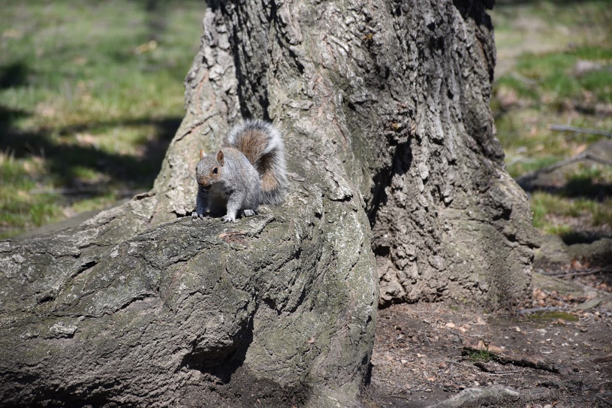 Passover Vacation by almakaufman  - Illustrated by alma kaufman - Ourboox.com