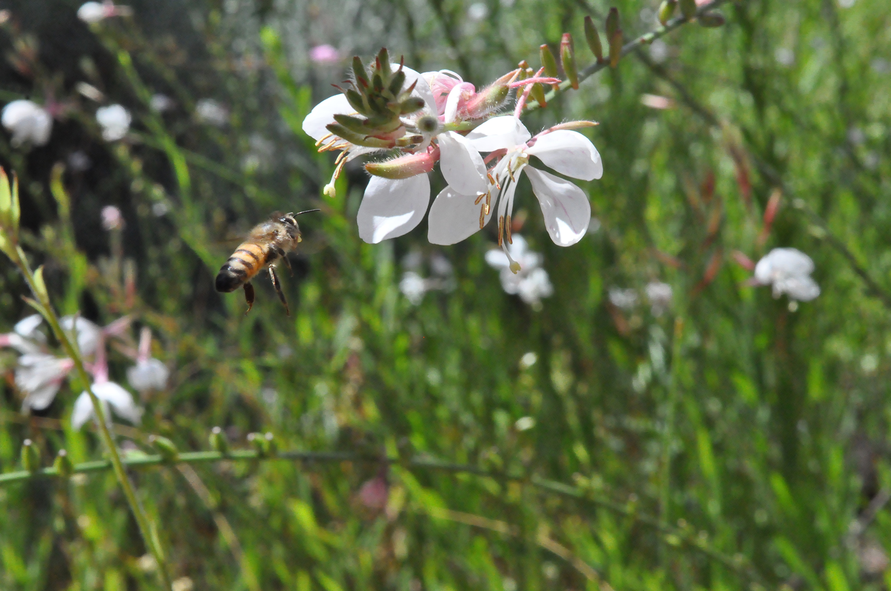 פרויקט גמר by yossi aronson - Ourboox.com