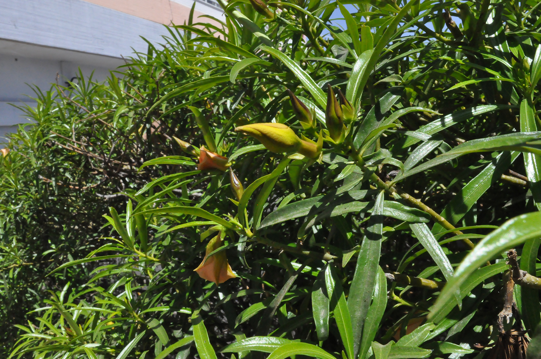 פרויקט גמר by yossi aronson - Ourboox.com