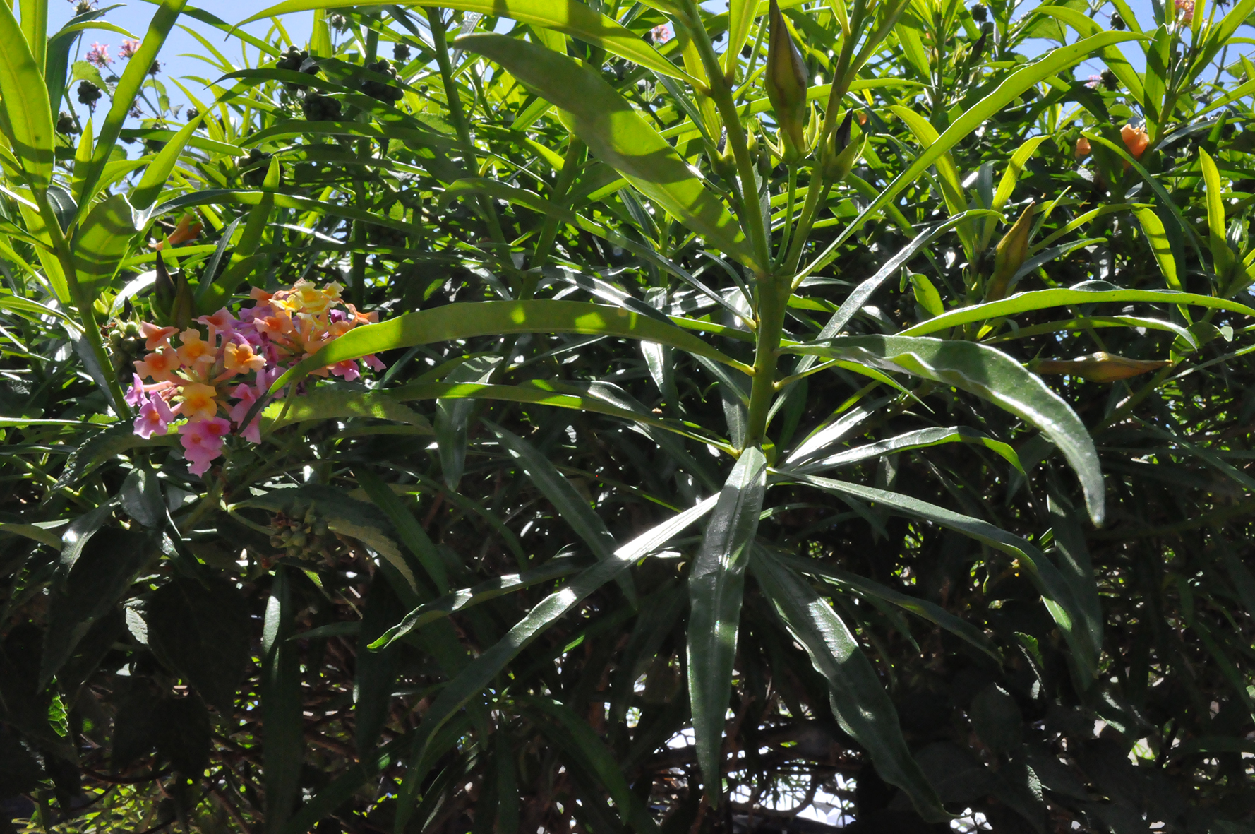 פרויקט גמר by yossi aronson - Ourboox.com