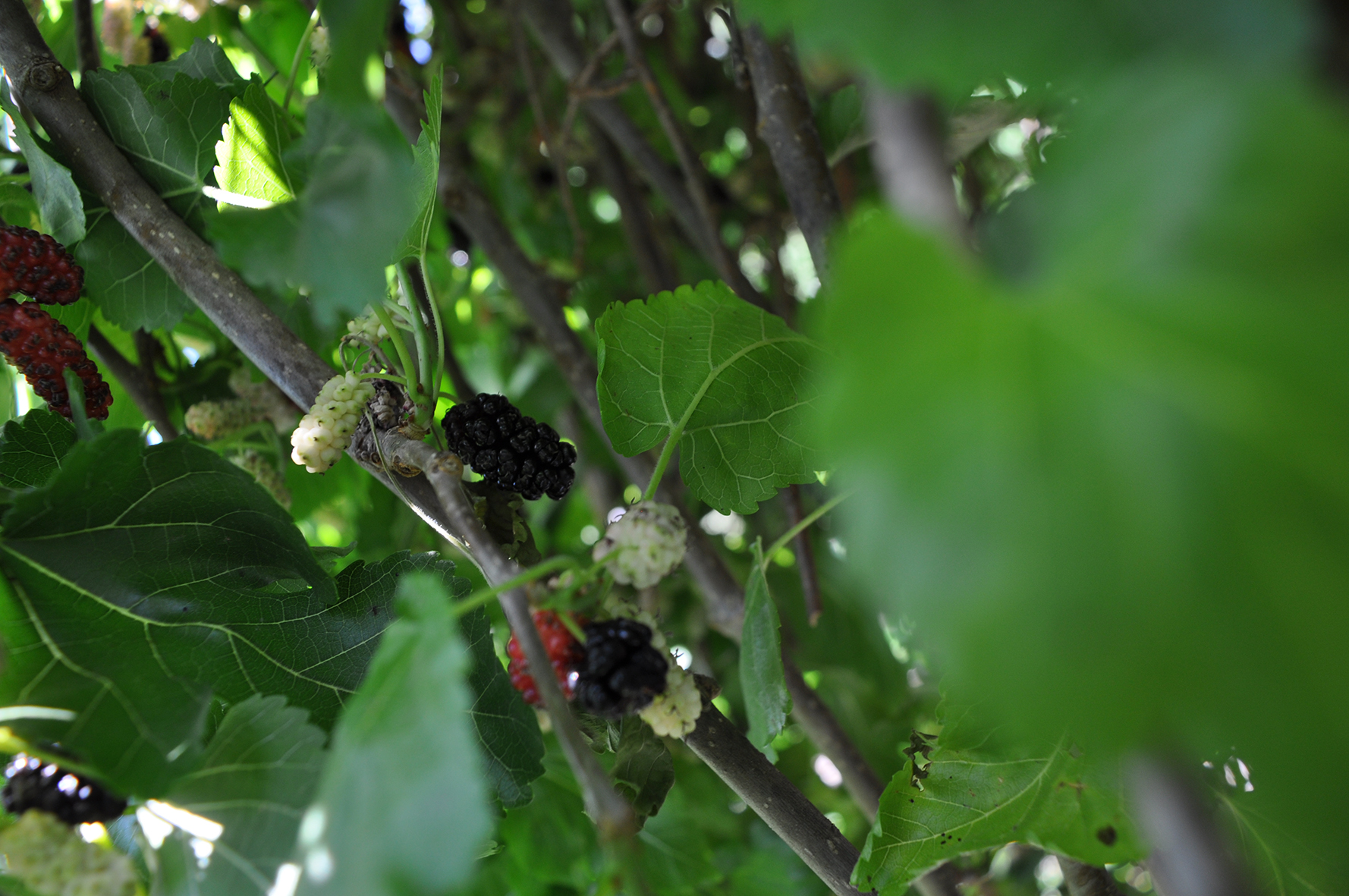 פרויקט גמר by yossi aronson - Ourboox.com