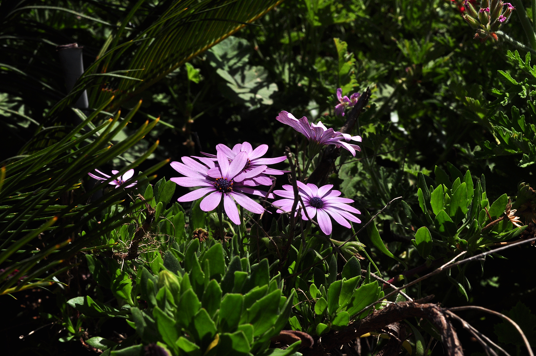 פרויקט גמר by yossi aronson - Ourboox.com