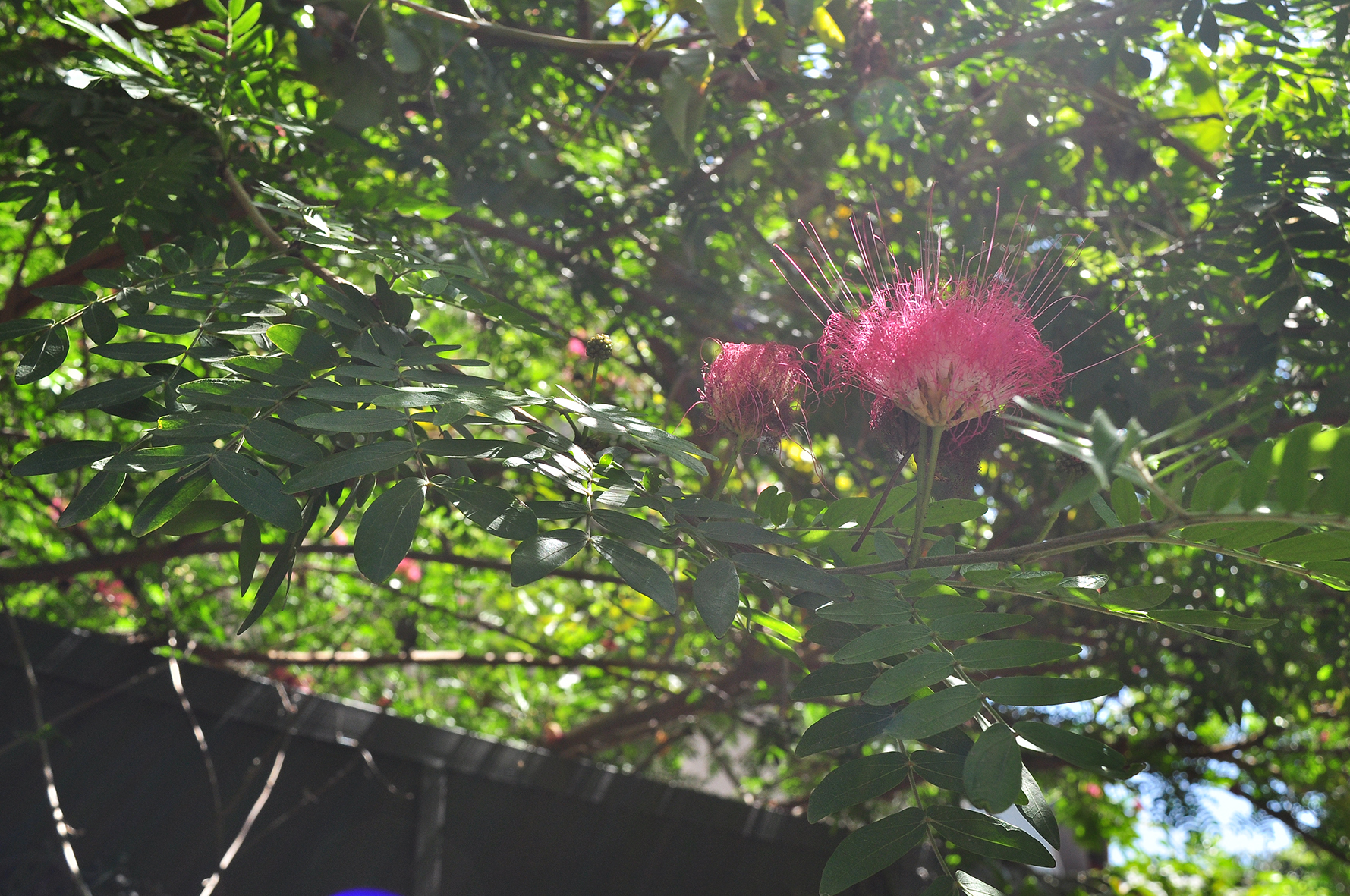 פרויקט גמר by yossi aronson - Ourboox.com