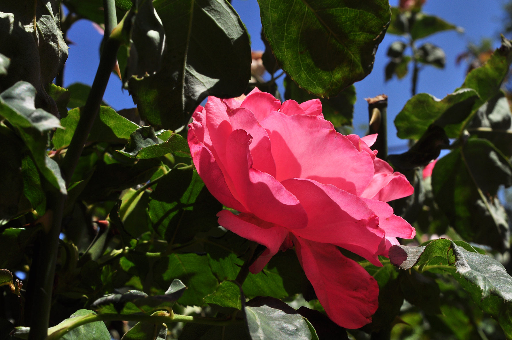 פרויקט גמר by yossi aronson - Ourboox.com