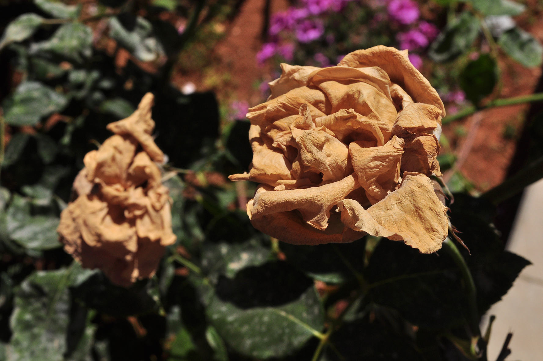 פרויקט גמר by yossi aronson - Ourboox.com